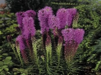 Purple Liatris Flower Seeds for Planting NON GMO Seeds